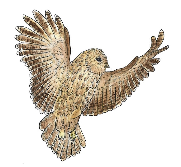 Reddit - daily sketch - tawny owl